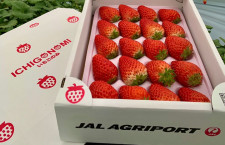 JAL、自社栽培イチゴの通販開始　成田空港近くに農園