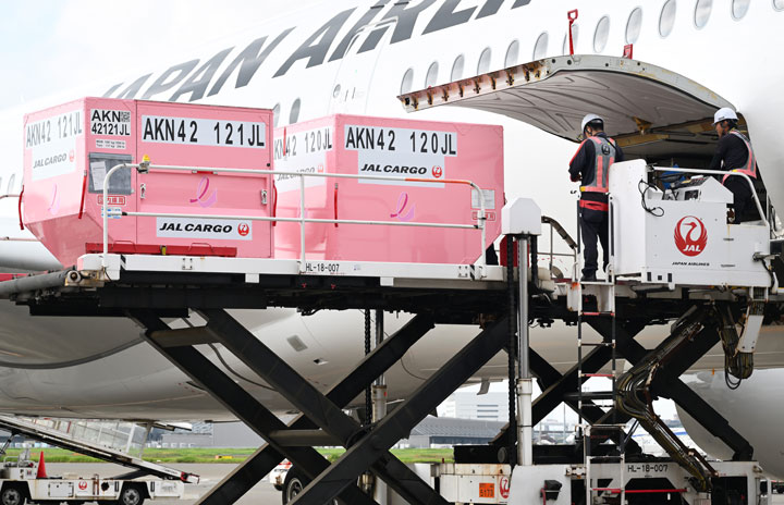 JAL、ピンクの貨物コンテナで乳がん予防啓発 A350で沖縄へ